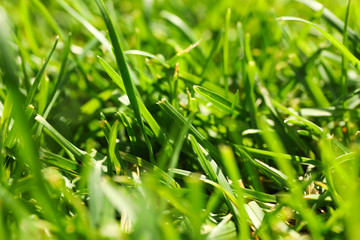 Fresh green grass texture. Natural background, close up