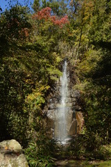 Fototapeta premium Waterfall in the forest