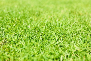 Fresh green grass texture. Natural background, close up