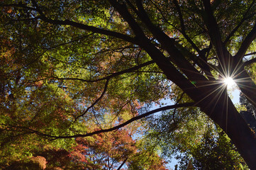 The beginning of autumn, the leaves that begin to color