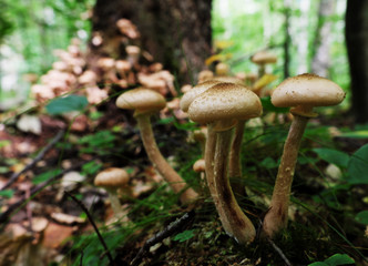 Mushrooms in the forest