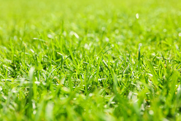 Fresh green grass texture. Natural background, close up