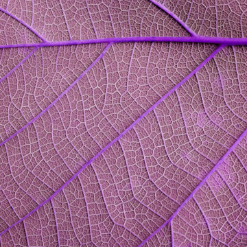 purple leaves texture - macro style © srckomkrit