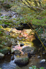 Colored leaves of trees reflected in the river surface
