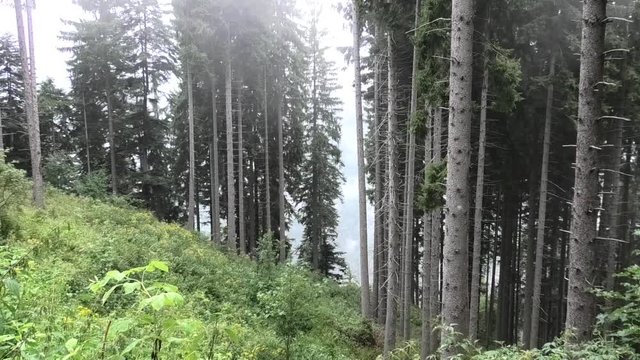 pioggia estiva nel bosco prealpino
