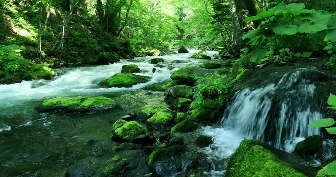 Akan River flowing through forest, Kushiro, Hokkaido, Japan