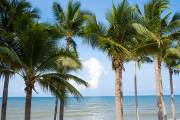 Fototapeta na wymiar Palm trees on sky and sea background. 