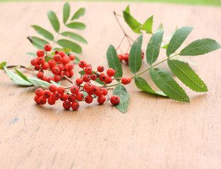 Bunch of ripe mountain ash on a table