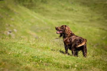 Hund