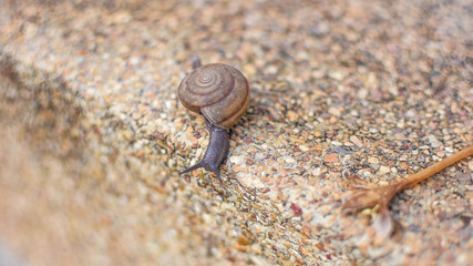 Little snails are walking around.