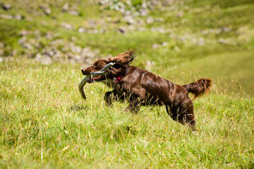 Hund