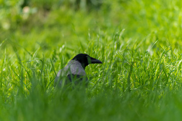 Raven