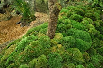 Tree and moss at Yushien in Shimane Japan