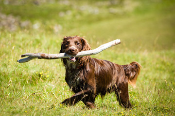 Hund