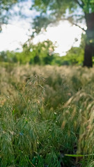 Vertical frame Prolific sunlit green grasses growing in the wilderness viewed on a sunny day