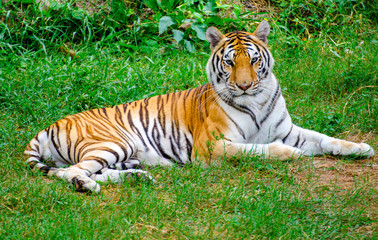 Fototapeta na wymiar Bengal tigers in the forest show the head and legs - pictures gracefully