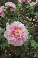 Pink peonies blooming in Shimane Japan