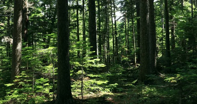Scots pine in green forest, Ashoro, Hokkaido, Japan