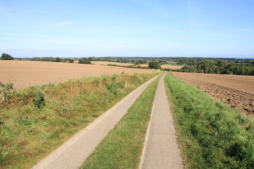 Fototapeta premium road in the field