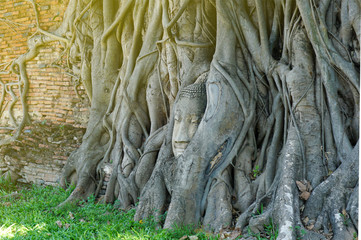 Fototapeta na wymiar Head of buddha statue in tree root, Wat Maha That temple, Thailand