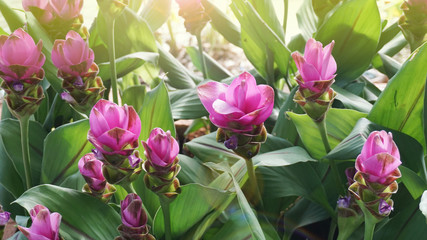 Field of Siam tulip, Beautiful pink flowers