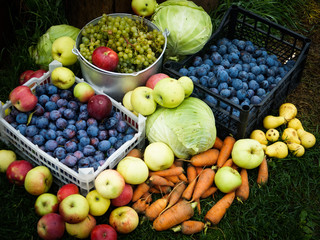 completion of the harvest in the farm, environmental food, tinted and vignetted image, vegetables in the container for the collection of products