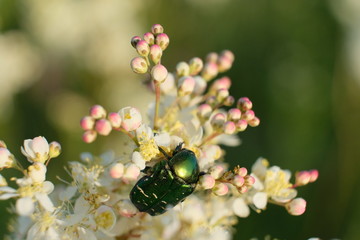 green bee on a flower