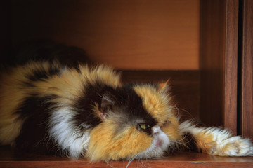Portrait of a three-colored Persian cat in a case