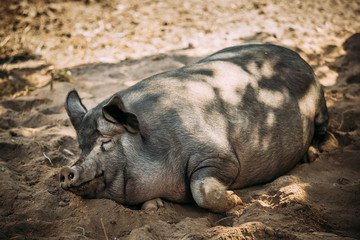 Fototapeta premium Household Pig Enjoys Relaxing In Dirt. Large Black Pig Resting In Sand. Domestic Pig
