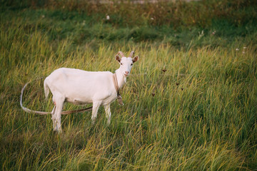 Naklejka premium Farm Goat Grazes On Green Summer Grass On A Sunny Evening. Goat Eating A Grass On A Green Meadow