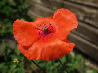 red poppy in a garden