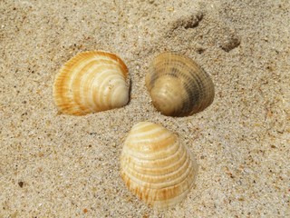 sea shells on the beach
