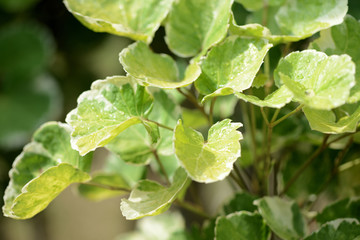 Obraz premium Drops of water on green leaves in a tropical garden after rain