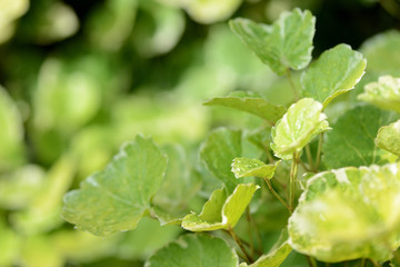 Drops of water on green leaves in a tropical garden after rain