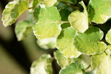 Drops of water on green leaves in a tropical garden after rain