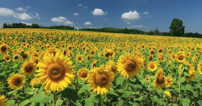 View of sunflower field, Hokuryu, Hokkaido, Japan