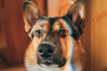 Reflection Of A Multi-colored Rainbow On The Face Of A Dog. Mixed-breed Dog Lying On Floor Indoor