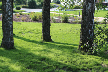 Birken in einem Park.