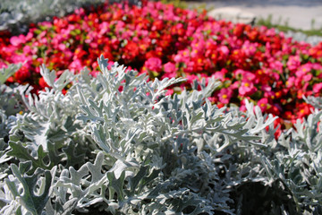 Silberfarbene Bl&auml;tter vor einem roten Bl&uuml;tenmeer.