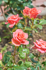 Beautiful pink roses blossom in the garden. Countryside backyard landscape.