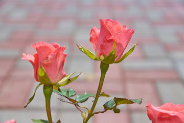 Beautiful pink roses blossom in the garden. Countryside backyard landscape.