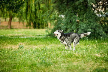Siberian Husky Dog Funny Fast Running Outdoor In Summer Grass