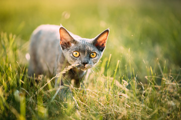 Obraz premium Funny Curious Young Gray Devon Rex Kitten Sneaks In Green Grass. Short-haired Cat Of English Breed