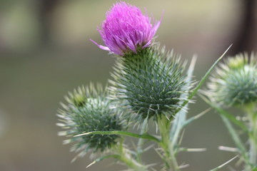 Purple Wild Flower with Blurred Background