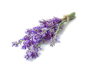 Beautiful lavender flowers on white background