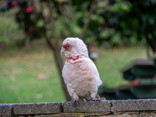 Pink Corinella