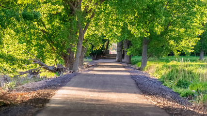 Obraz na płótnie Canvas Panorama frame Paved road running under a vibrant green canopy of tree leaves on a sunny day