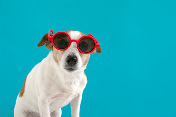 Funny jack russell terrier dog in red sunglasses on a blue background