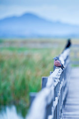 Red turtle dove sleeping on the footbridge in the lake.