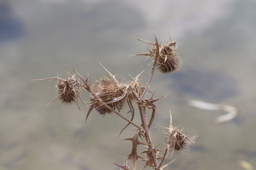 Thistle in Winter